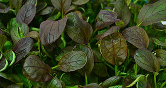 Crops and Yield