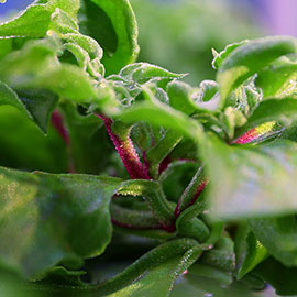 Crops and Yield