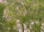 Crops and Yield