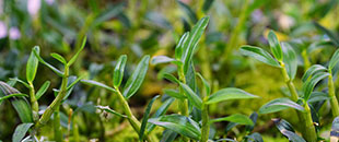 Crops and Yield