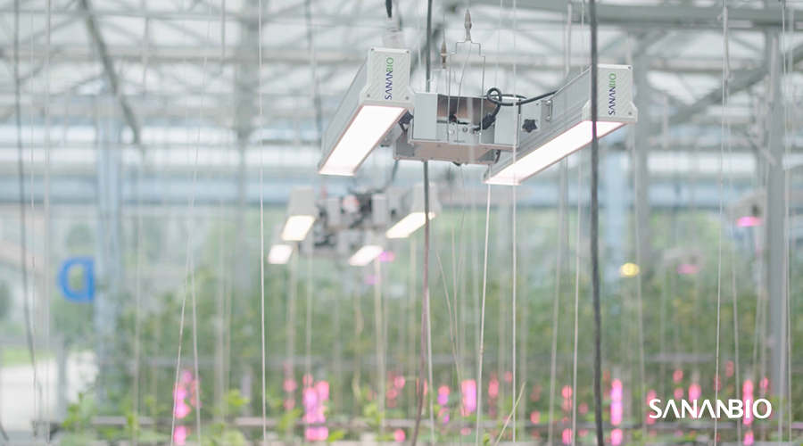 SANANBIO and Virex Technologies Joined Hands for the Vertical Farming and Horti-lighting Sector in Spain and Portugal
