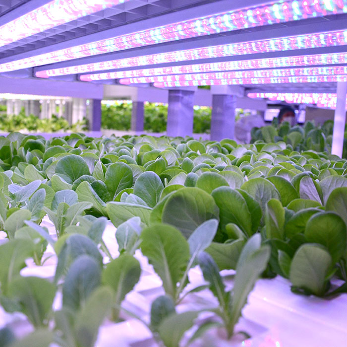 Indoor Farming